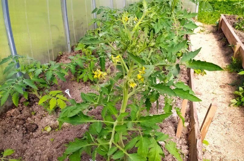 ��� ��������� �������� � ����: ��� ��������� ������� ����� � �������