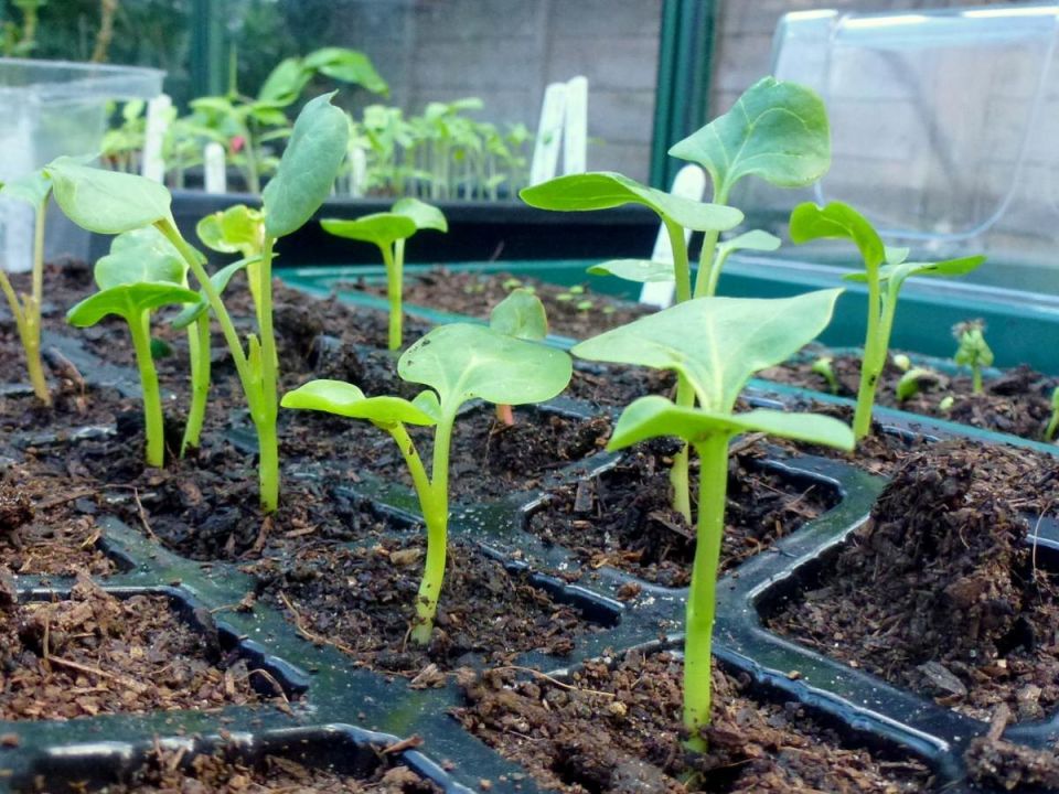 ��� ��������� ��������� ����� �������� ������� � �������