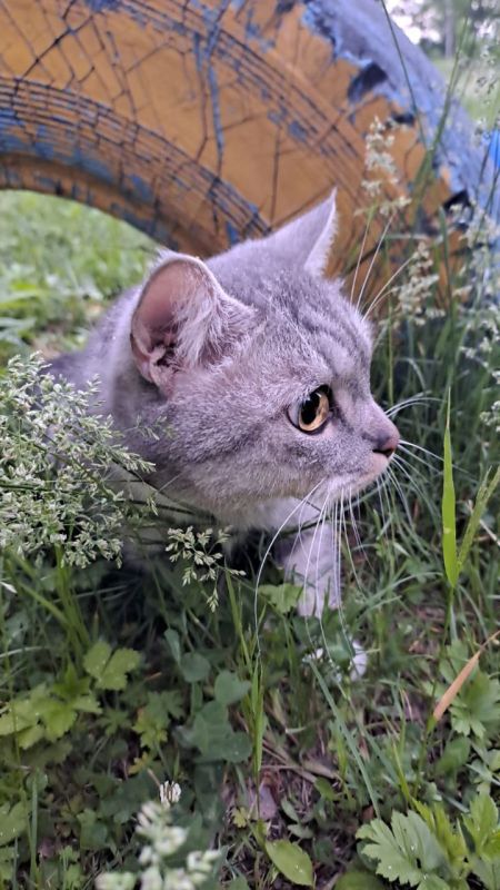 Пост милоты. Гладить мягкую шерстку, наблюдать за их забавными играми, кормить и заботиться о них - это настоящее счастье! Не забывайте делиться фотографиями своих любимцев в комментариях