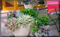 Как забрать цветы из сада и наслаждаться их красотой зимой