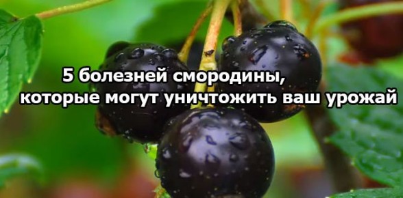 Как защитить смородину от болезней и собрать щедрый урожай