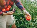 Как предотвратить фитофтороз на томатах: домашние рецепты, которые работают