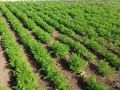 Как подкормка помогает получить урожай моркови и свеклы: советы агрономов