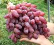 Виноград Ризамат: классика, которой стоит доверять