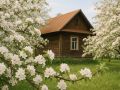 Как порадовать сад плодовыми угощениями: вместо листьев — богатый урожай