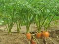 Эффективное соседство: морковь и укроп на одной грядке