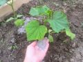 Успех в садоводстве: как зольный раствор повысит урожай огурцов