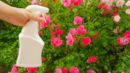Розы от тли спасет этот чудотворный настой: вредители сбегут как от огня