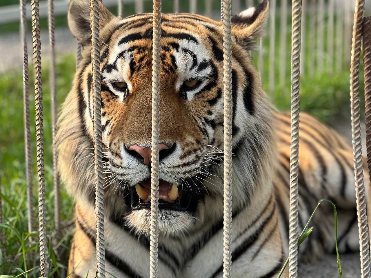 Следы тигра обнаружили в окрестностях села Пашково Облученского района