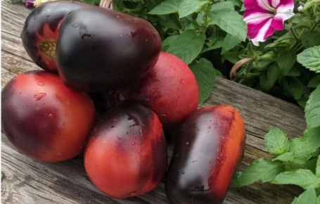 Пять экзотических сортов томатов для истинных гурманов