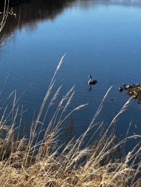 Лебедь не может улететь на зимовку