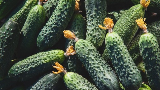 Пожелтевшие огурцы еще можно спасти: вот два проверенных средства