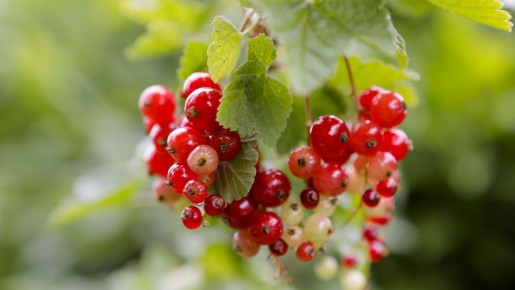 Воспрянет даже ослабленный куст: рядом со смородиной закопайте этот «мусор»