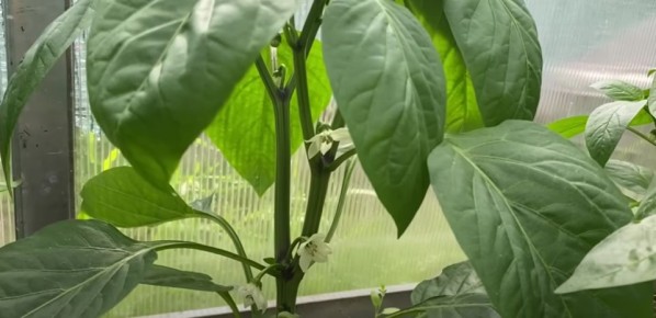 Как получить щедрый урожай перца: секреты успешного сбора