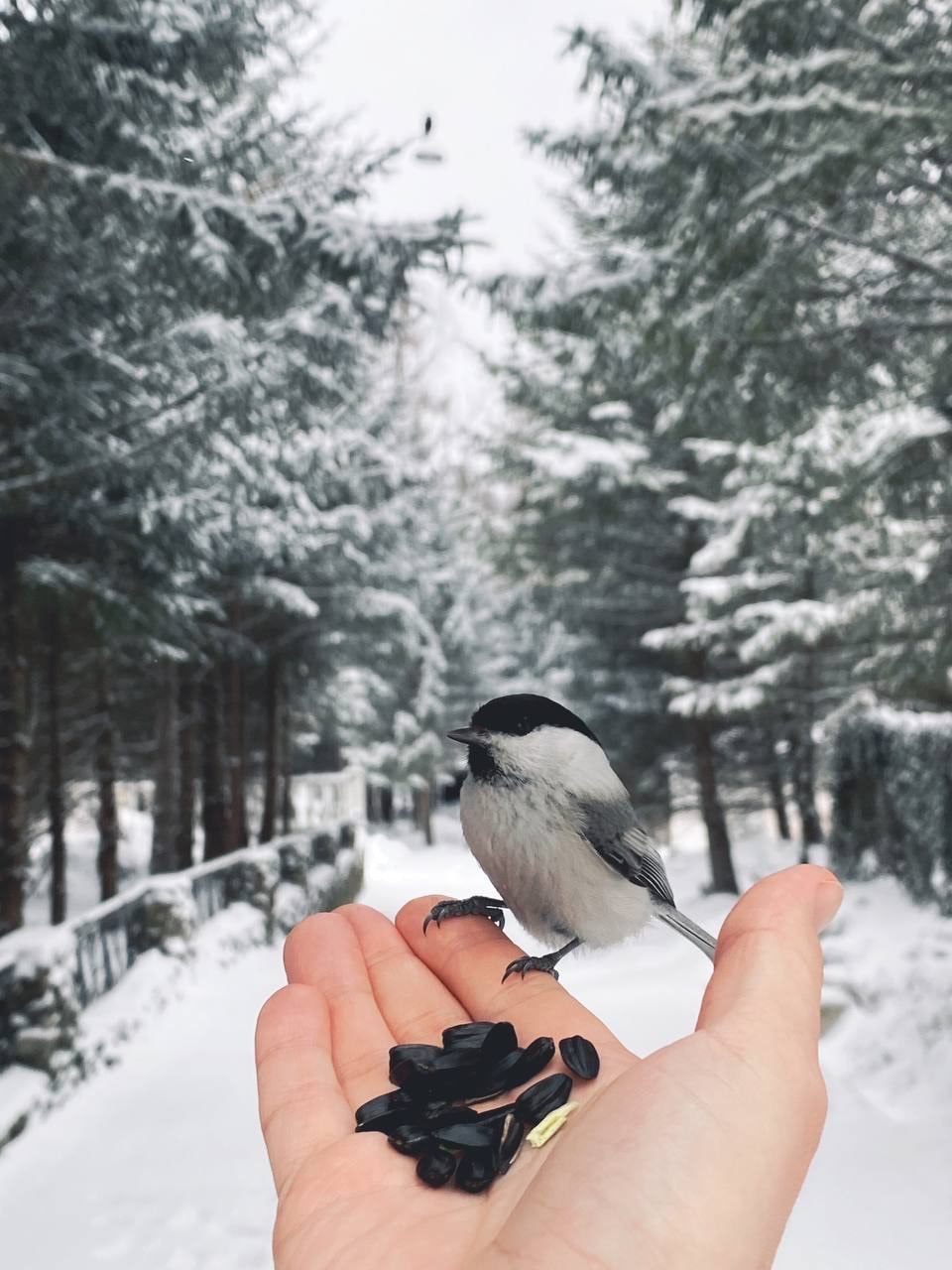 Финалисты определены! Готовимся к приключению в Долину тигров и Кульдур! Финалисты определены! Готовимся к приключению в Долину тигров и Кульдур!