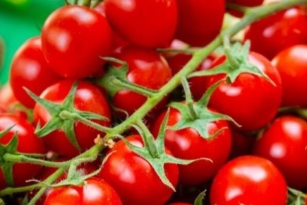 Томат Гном: универсальный сорт для вашего огорода в 2025 году