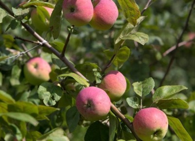 Как выбрать идеальные деревья для вашего сада: советы и рекомендации