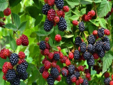 Как подготовить ягодные кустарники к зиме: советы для садоводов