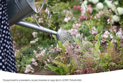 Лунный календарь для садоводов: 8-14 июля