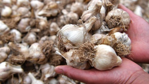 Шелуха отлетает сама: вот как очистить гору чеснока всего за 5 минут