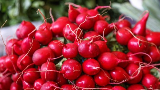 Тратить деньги не придется: вот как вырастить добротный урожай редиса на подоконнике