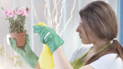 Назойливые мошки исчезнут и не вернутся: чудо-средство избавит цветы от напасти