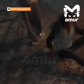 Подростки зверски избили девушку в Биробиджане из-за пропавшего смартфона