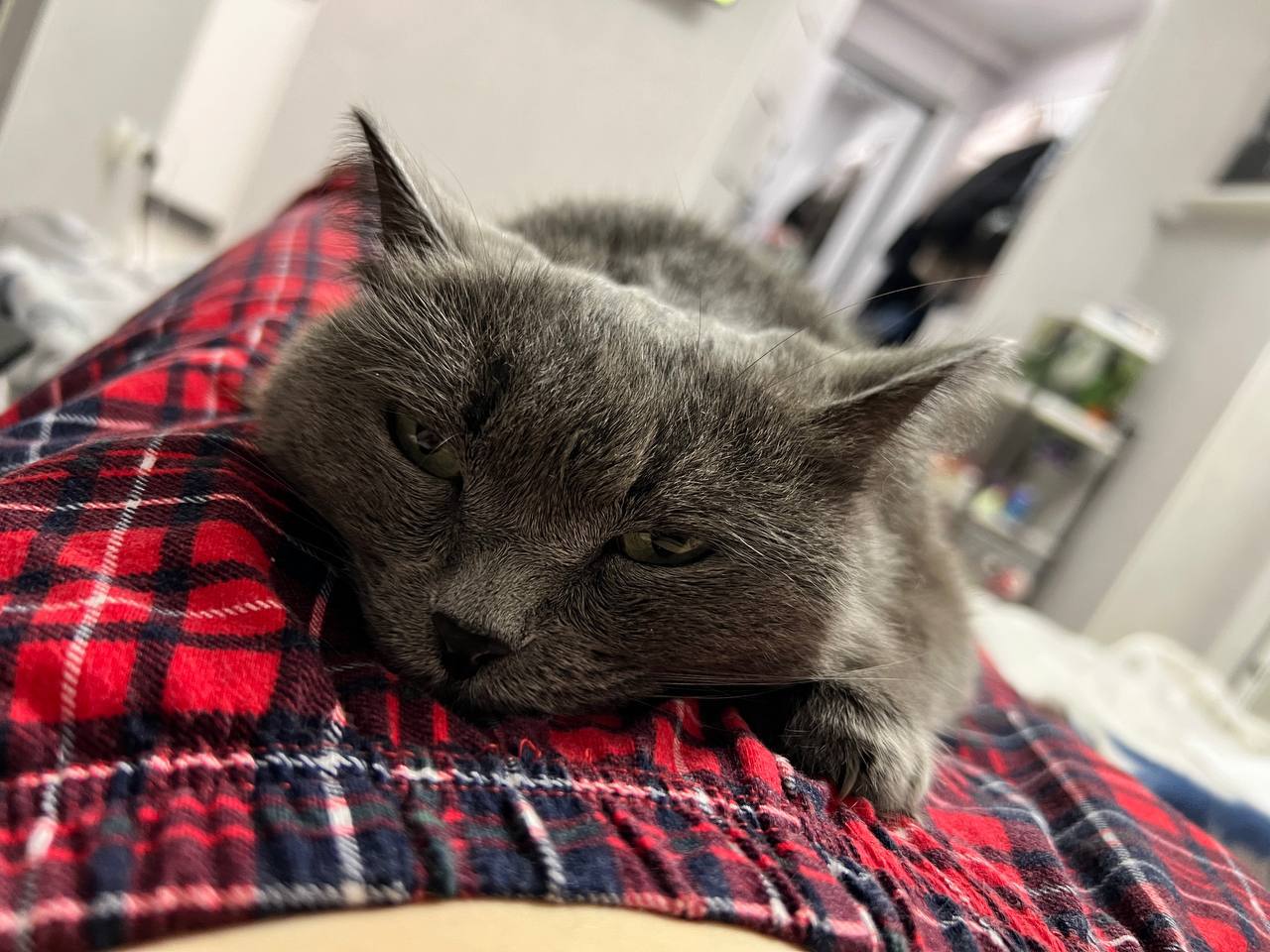 Терапия с усатыми-полосатыми Терапия с усатыми-полосатыми