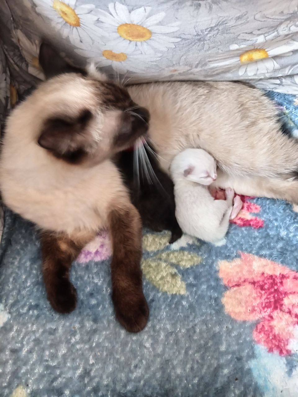 Терапия с усатыми-полосатыми Терапия с усатыми-полосатыми