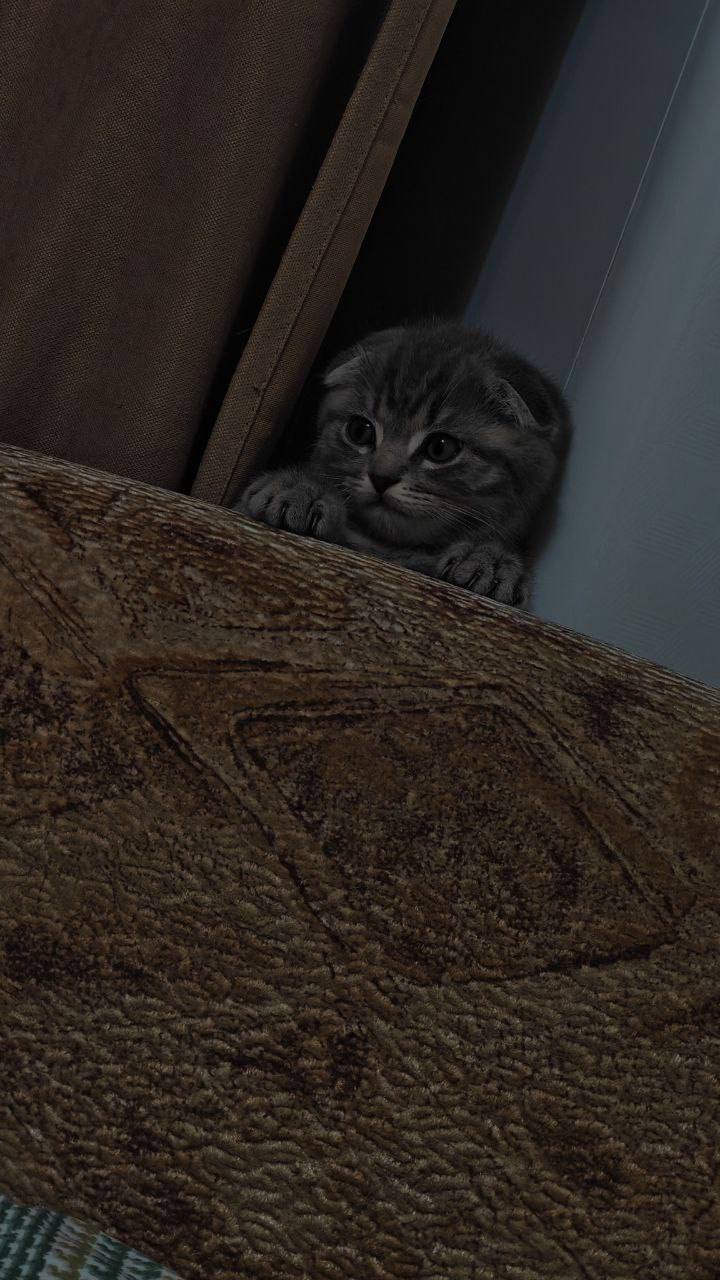 Терапия с усатыми-полосатыми Терапия с усатыми-полосатыми