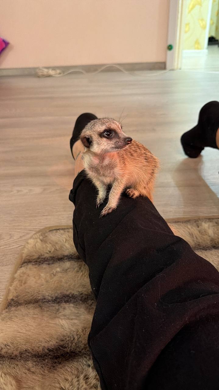 Терапия с усатыми-полосатыми Терапия с усатыми-полосатыми