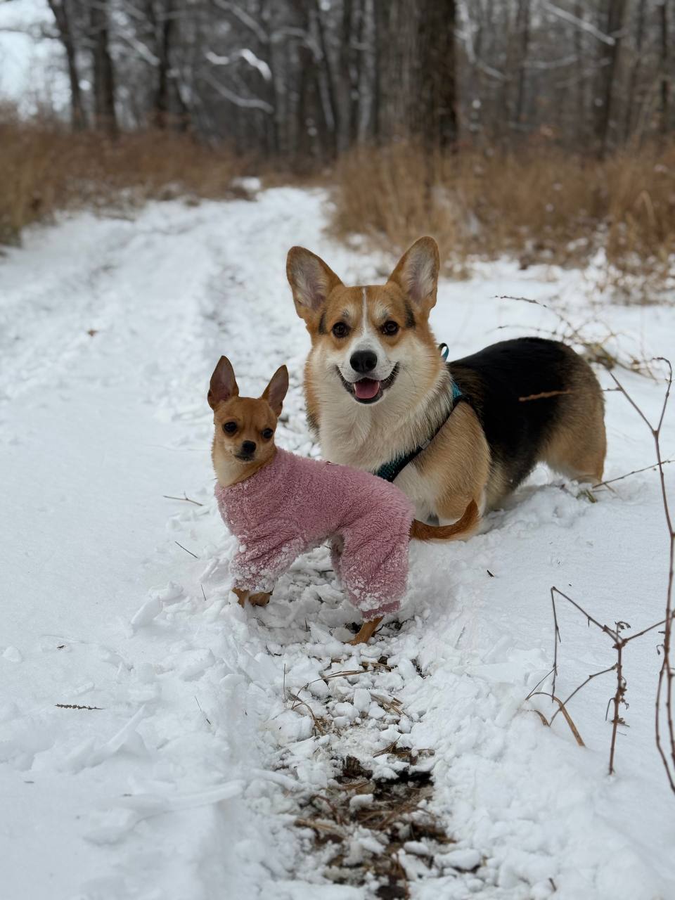 Терапия с усатыми-полосатыми Терапия с усатыми-полосатыми