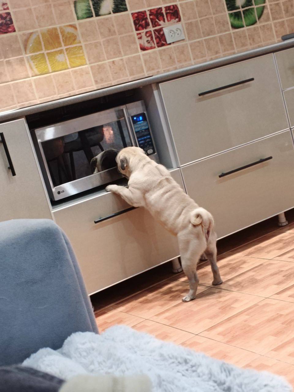 Терапия с усатыми-полосатыми Терапия с усатыми-полосатыми