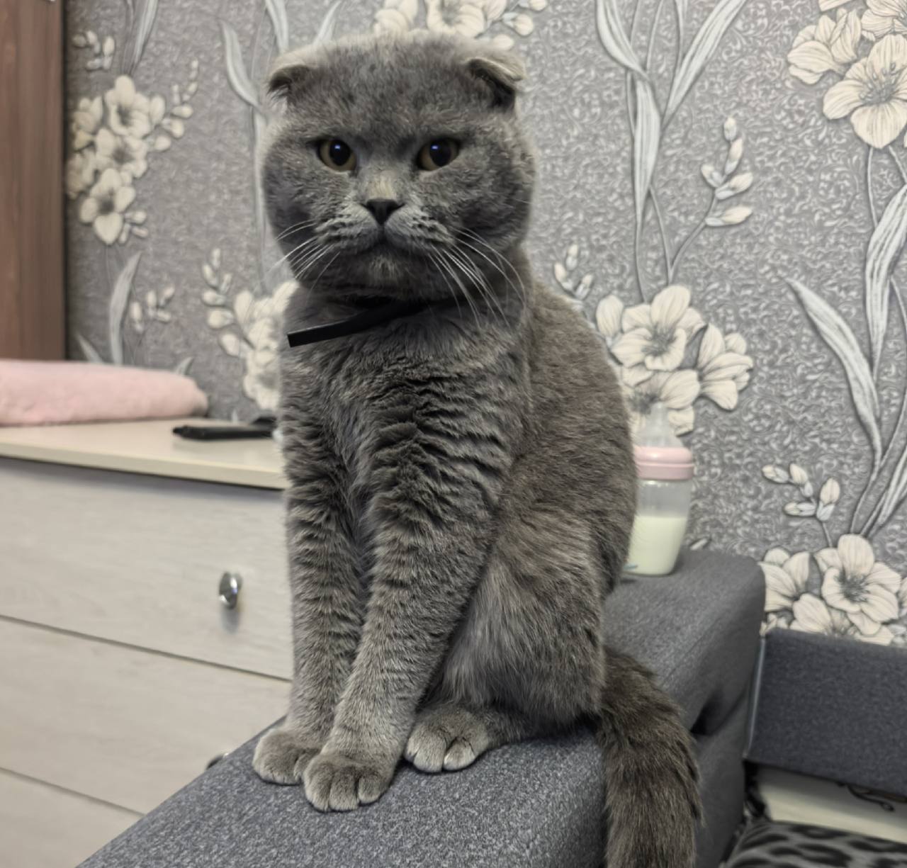 Терапия с усатыми-полосатыми Терапия с усатыми-полосатыми