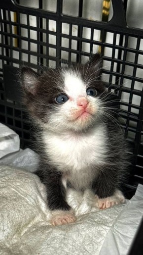 Терапия с усатыми-полосатыми