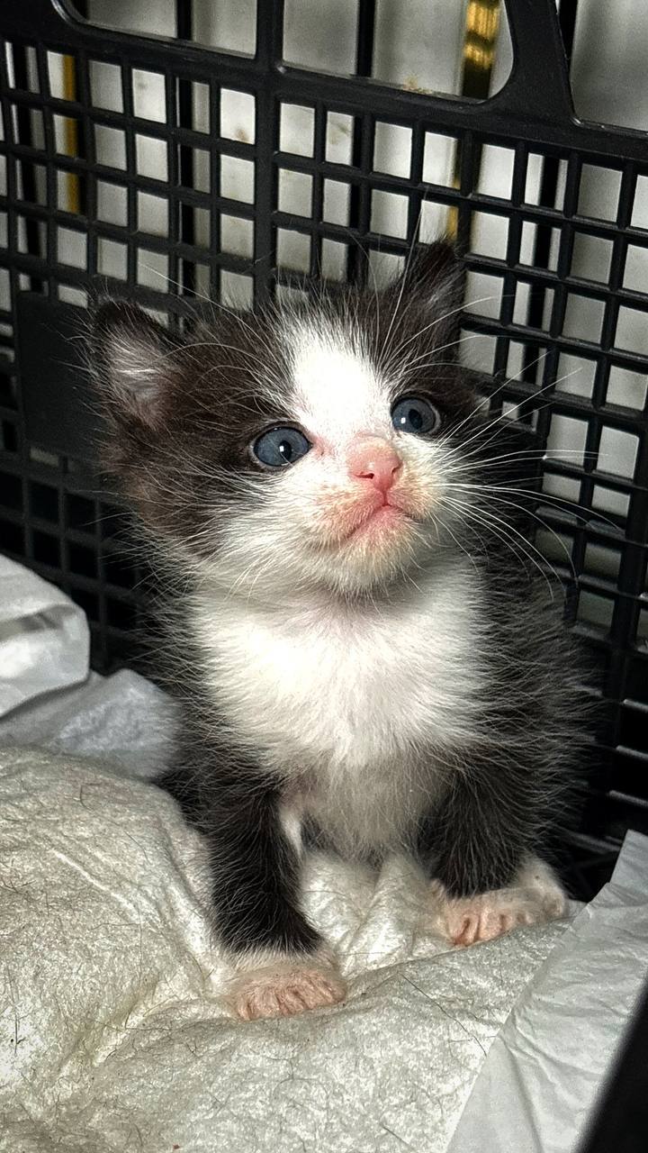 Терапия с усатыми-полосатыми