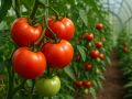 Как сохранить аромат и вкус помидоров: секреты успешного тепличного выращивания