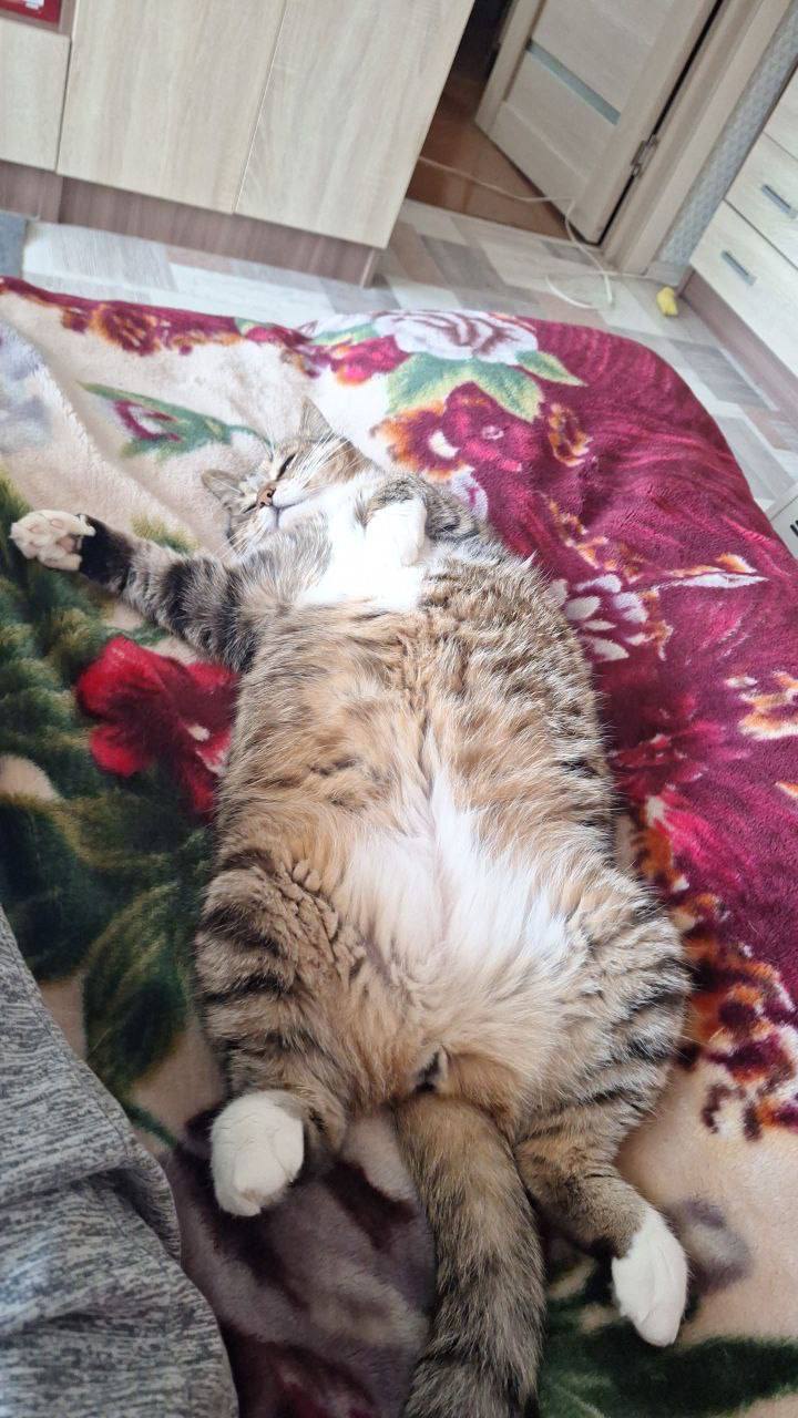 Терапия с усатыми-полосатыми Терапия с усатыми-полосатыми