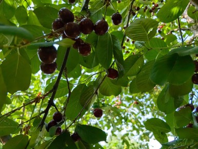 Инновации в уходе за деревьями: Как выбрать лучшее средство для заживления ран