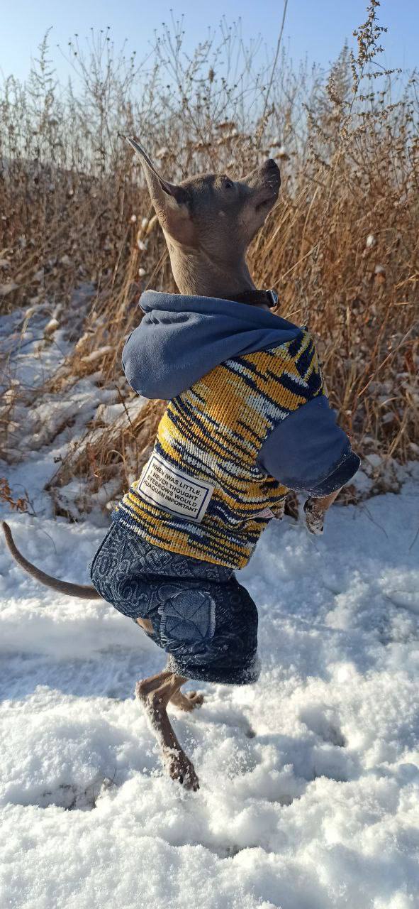 Терапия с усатыми-полосатыми Терапия с усатыми-полосатыми