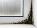Плесень в осенний период: как предотвратить её появление в вашем доме