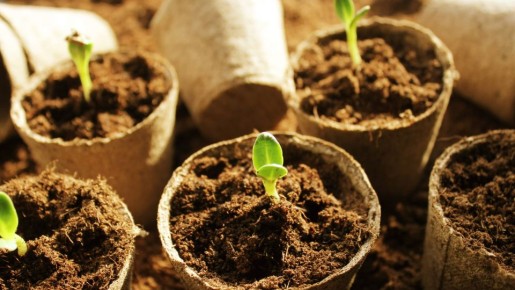 Урожая можно не ждать: вот как неопытные хозяйки «убивают» свою рассаду