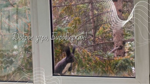 Шалом, Биробиджан!. Кормовая база уменьшается не только для птиц — мелкие грызуны в ноябре также страдают от нехватки пищи