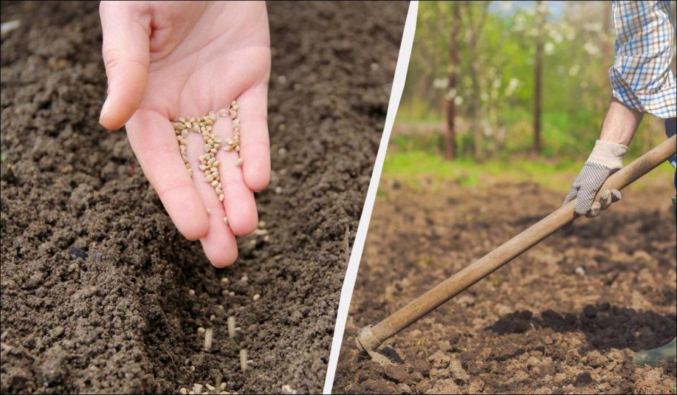 10 удивительных культур для зимней посадки: что выбрать для урожая ранней весной