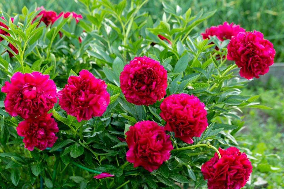 Секреты успешного ухода за пионами после цветения