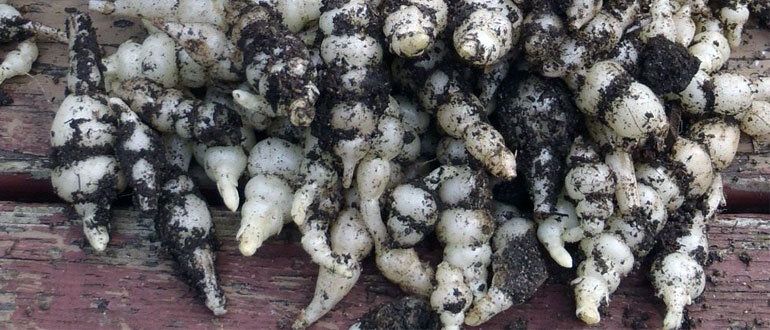 Стахис: Лекарственное чудо с Тибета, которое стоит попробовать каждому