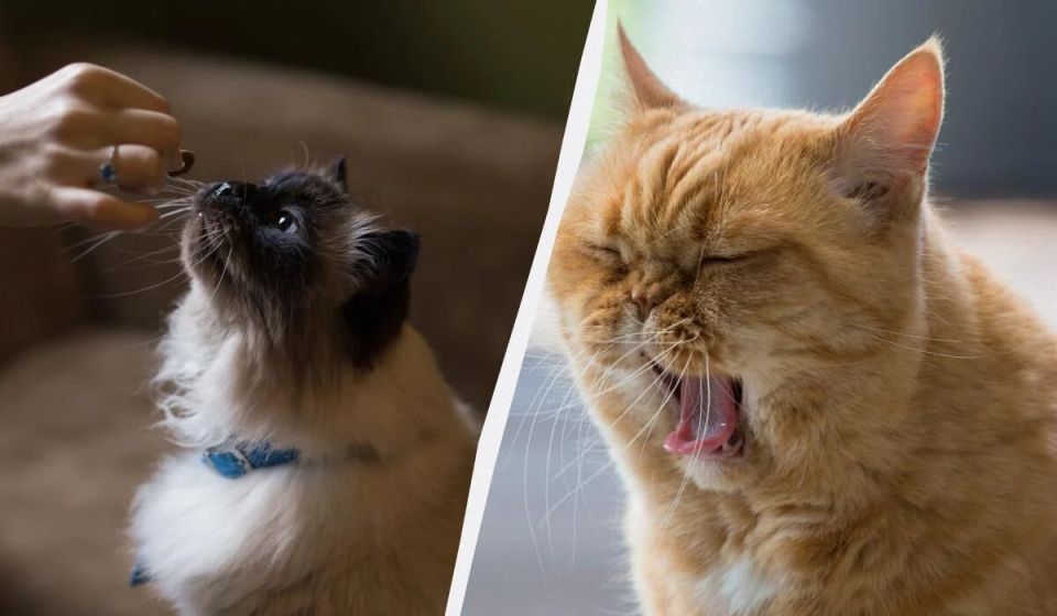 Почему кошкам не стоит давать рыбу и молоко