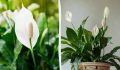 Как оживить спатифиллум и обеспечить ему цветение: проверенные советы