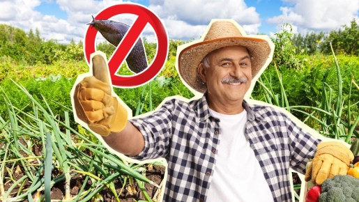 Про слизней на огороде забудете навсегда: простой способ без всякой химии и возни