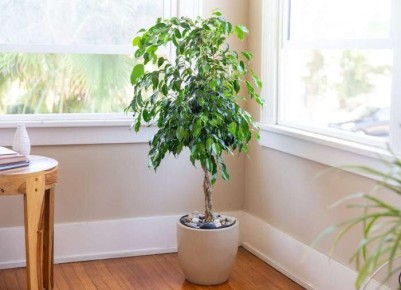 Зеленый оазис: 7 удивительных комнатных растений для начинающих